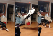 An Owner Threw Her Dog A Ball And Its Reaction Shows Olympic-Worthy Skills