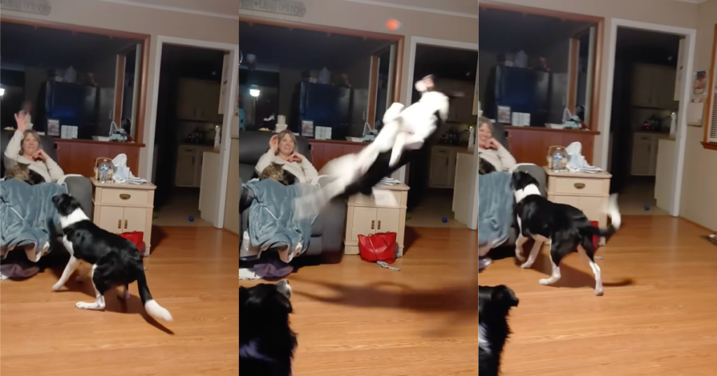 dog jumping in the air