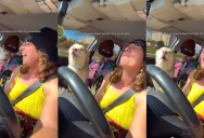 Woman Sang In The Car And Her Dog Howled Along In Harmony. – ‘This is how I know I’ve met my soulmate.’