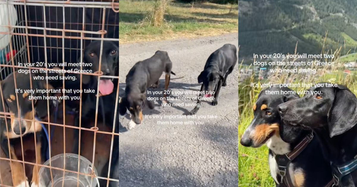 two dogs on a street