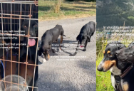 ‘Best decision I ever made.’ – A Traveler Shared The Transformation Of Two Street Dogs She Rescued In Greece