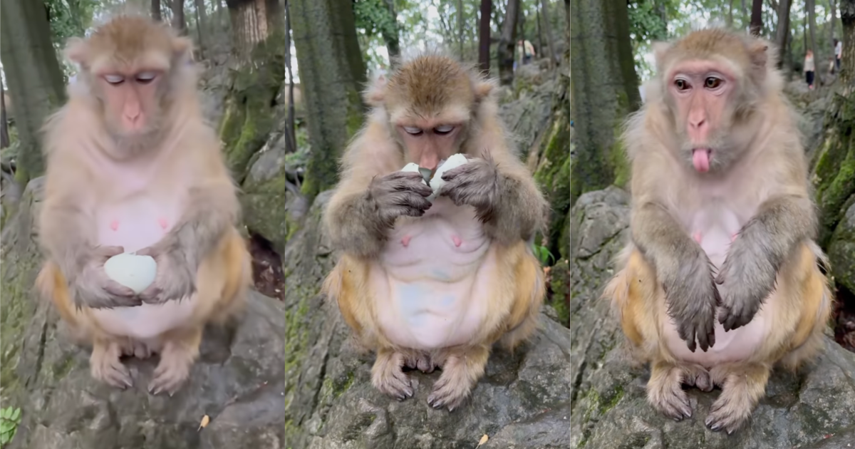 A Person Gave A Monkey An Egg And Its Reaction Has Instagram Cracking Up monkey eating an egg