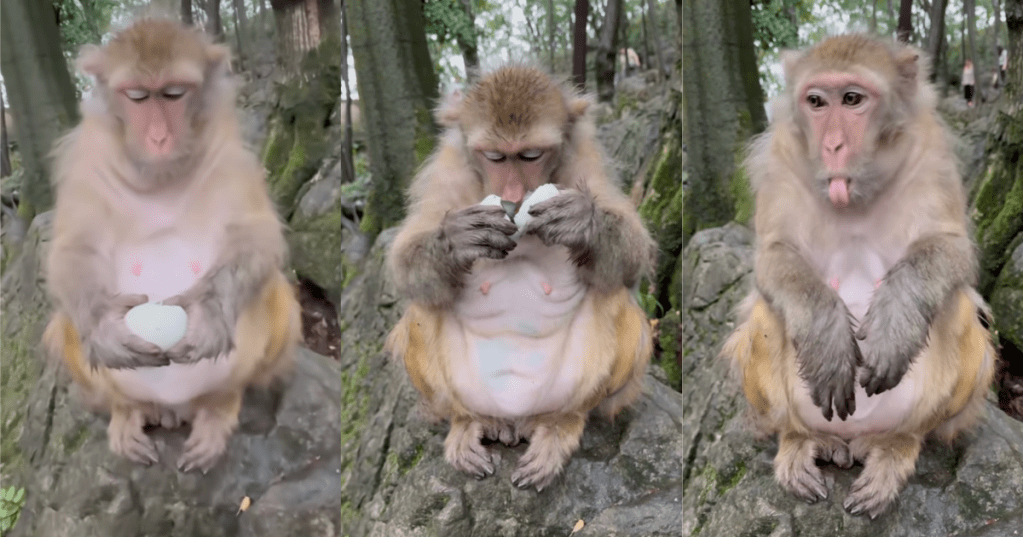 monkey eating an egg