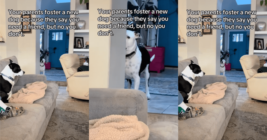 dog sitting on a couch