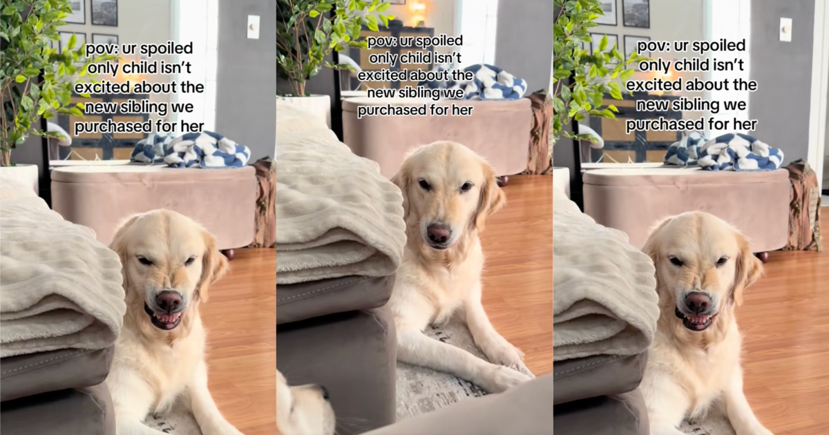 dog snarling its teeth