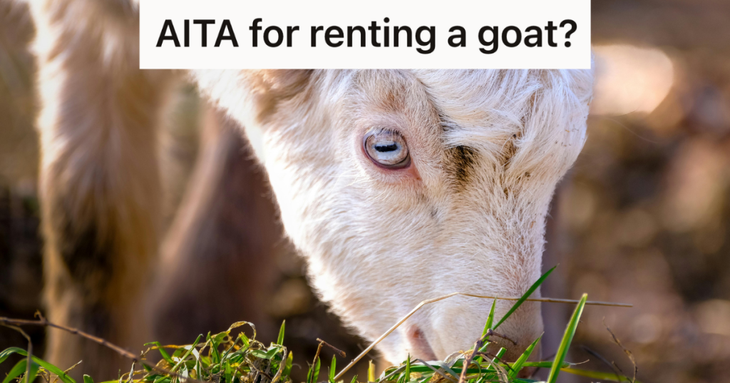 goat grazing grass