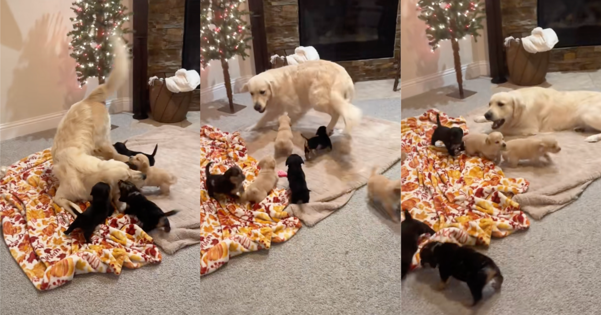 dog playing with puppies