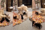 ‘Harlow is a very involved father.’ – A Golden Retriever Dad Got Very Excited When He Saw His Puppies