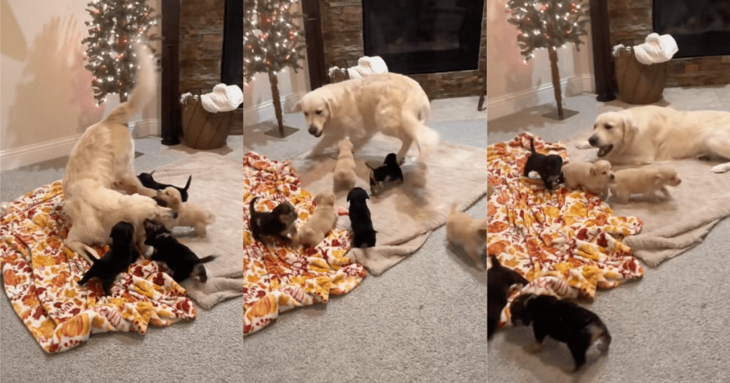 dog playing with puppies