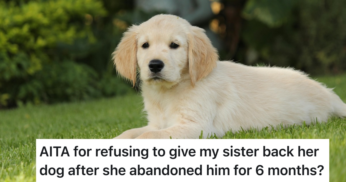 golden retreiver puppy in the grass