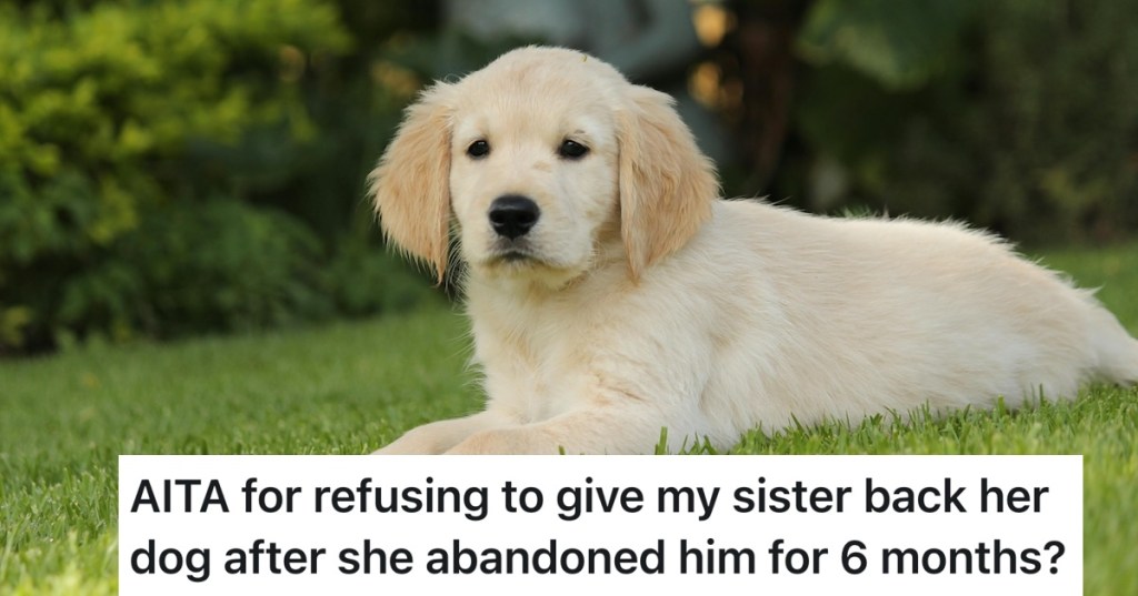 golden retreiver puppy in the grass