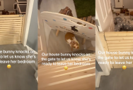 A Bunny Has A Unique Way Of Telling Her Owners She’s Ready To Get Out Of Her Bedroom