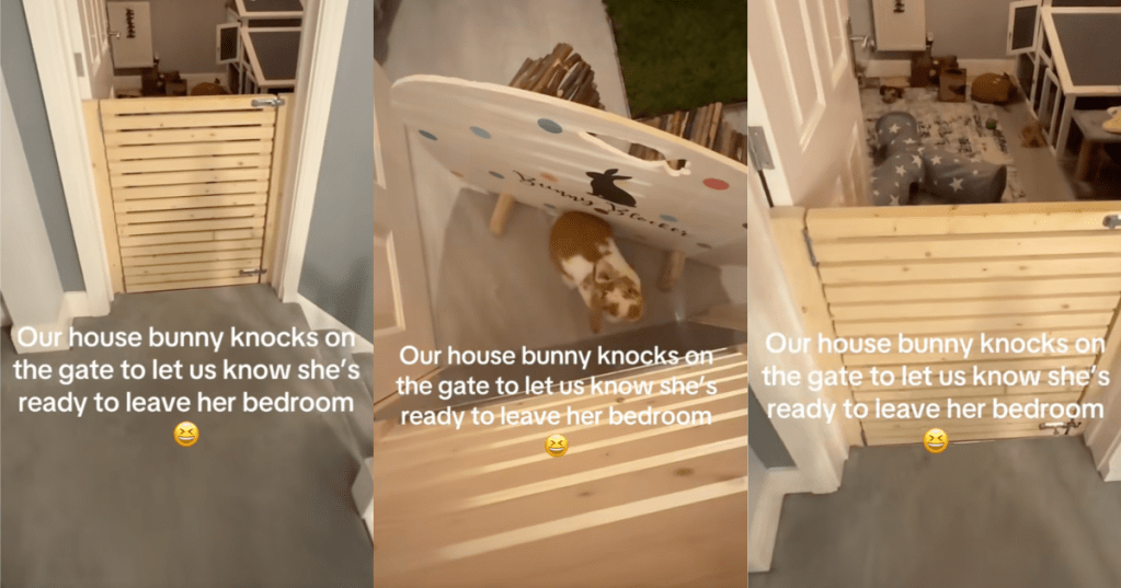 bunny in a house