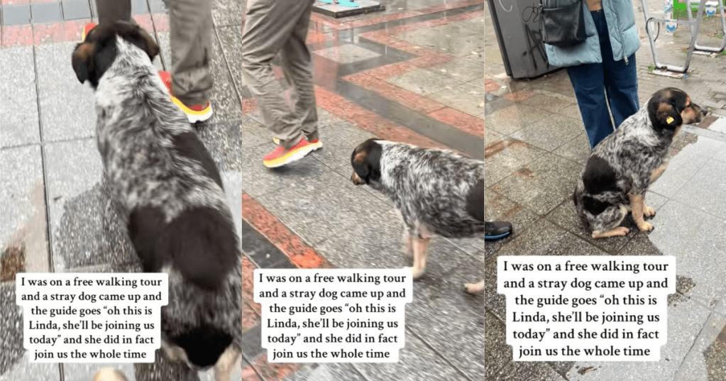 dog on a walking tour