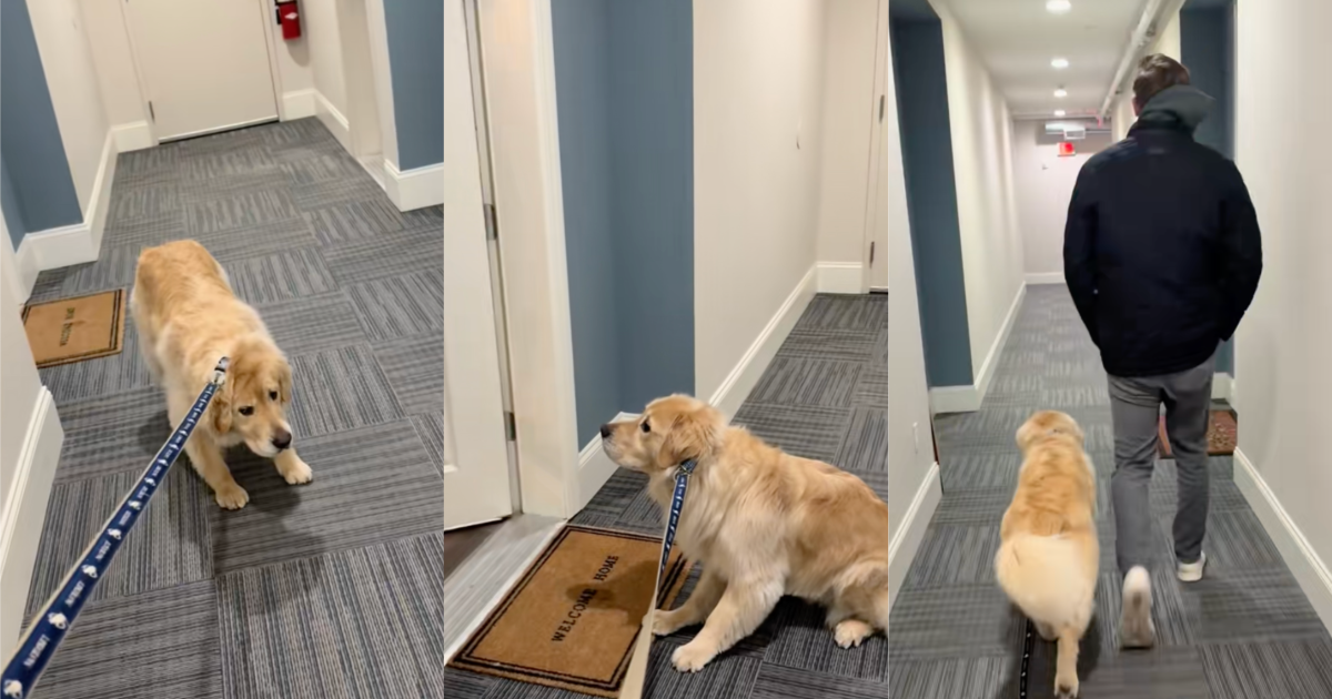 dog waiting to go on a walk