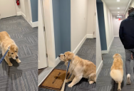 ‘Are all golden retrievers this needy? He’s such a diva.’ – A Dog Refused To Go Outside For A Bathroom Break Without Both Of His Owners