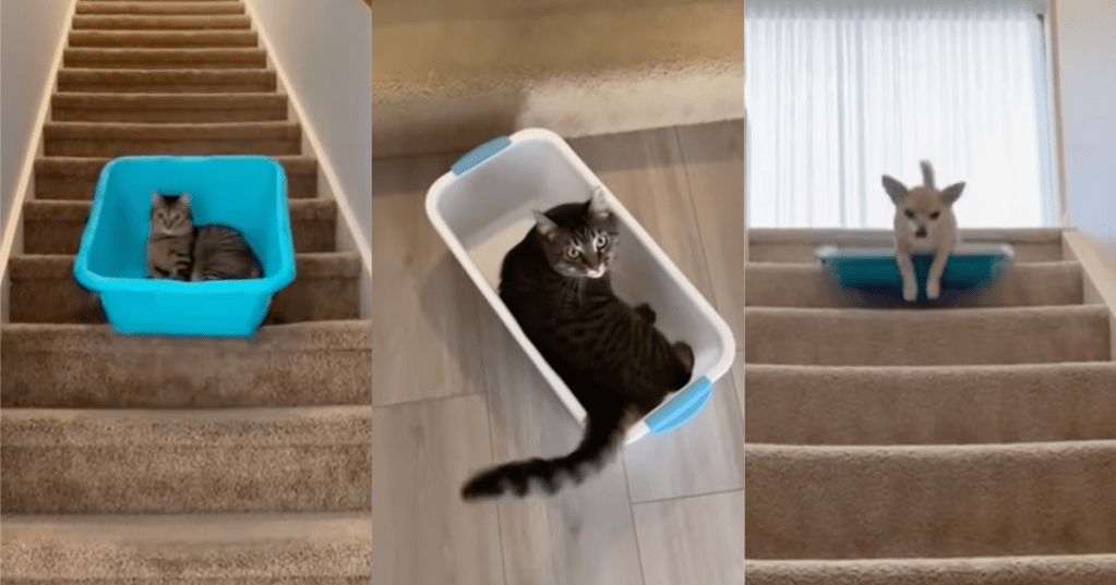 cats riding baskets down stairs