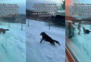 ‘That feeling when you realize you are never going back to the shelter.’ – A Rescue Dog Was Overjoyed In His New Home