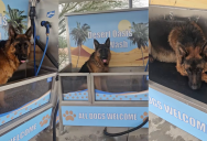 ‘I’m not paying ten dollars so you can bite the water.’ – A Dog Didn’t Want To Leave An Outdoor Washing Station After His Owner Gave Him A Bath