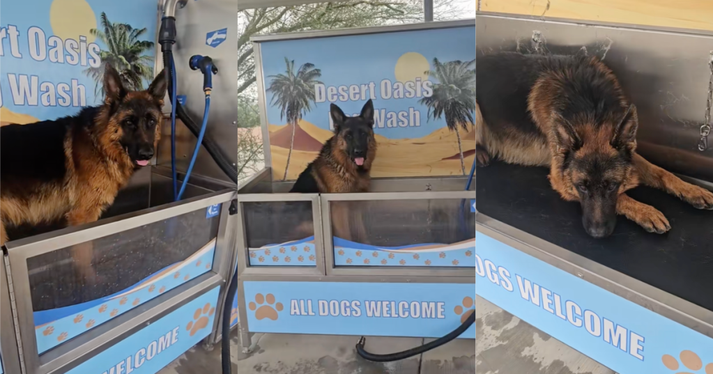 dog at a dog wash