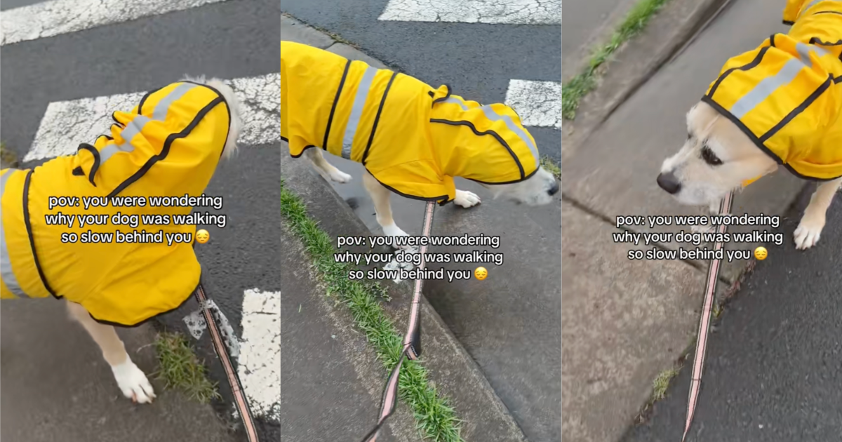 Im sorry! A Dog Owner Realized Why Her Pooch Was Walking So Slowly On Her Leash dog wearing a raincoat