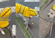 ‘I’m sorry!’ – A Dog Owner Realized Why Her Pooch Was Walking So Slowly On Her Leash