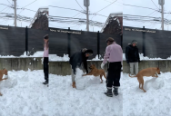 A Dog’s Owners Wanted To Build A Snowman In Their Backyard, But She Kept Ruining It