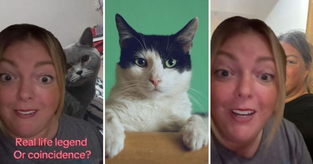 Missing cat theory