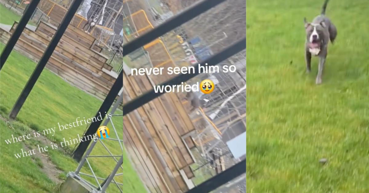 dog running at a park