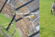 A Dog Thought His Owner Left Him Behind At A Park And He Was Pretty Concerned Until He Spotted Him Again