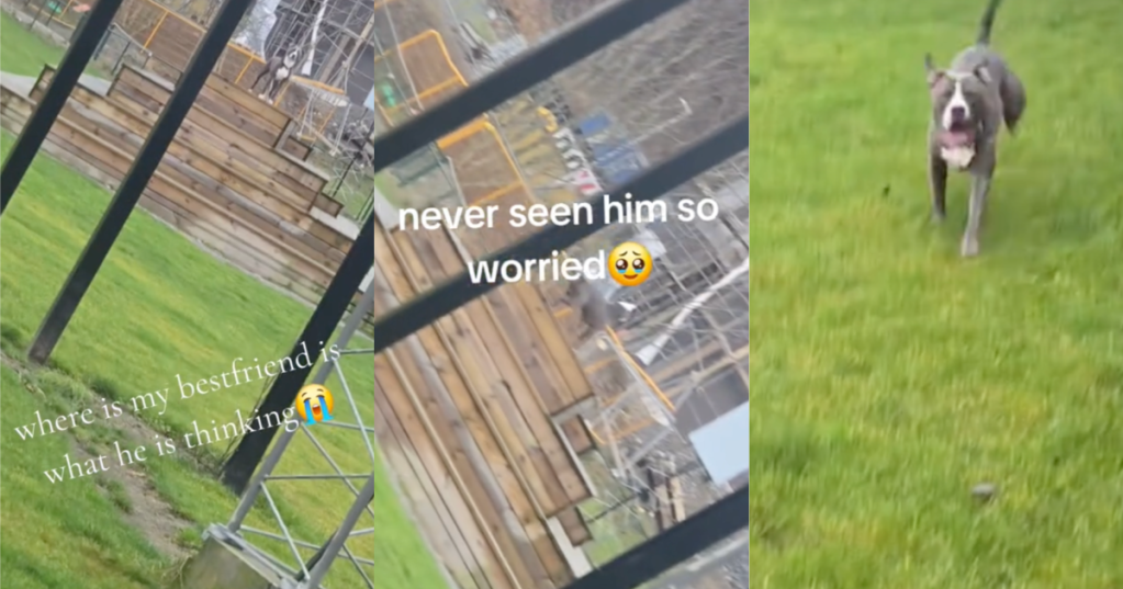 dog running at a park