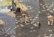 An Owner Hid From Their Puppy On A Walk And Showed Viewers The Dog’s Reaction