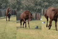 An Amazon Delivery Driver Left A Package Too Close To A Fence And A Horse Grabbed It