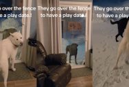 A Dog Likes To Show Up At His Neighbor’s Window To Ask If The Pooch Who Lives There Can Come Outside And Play