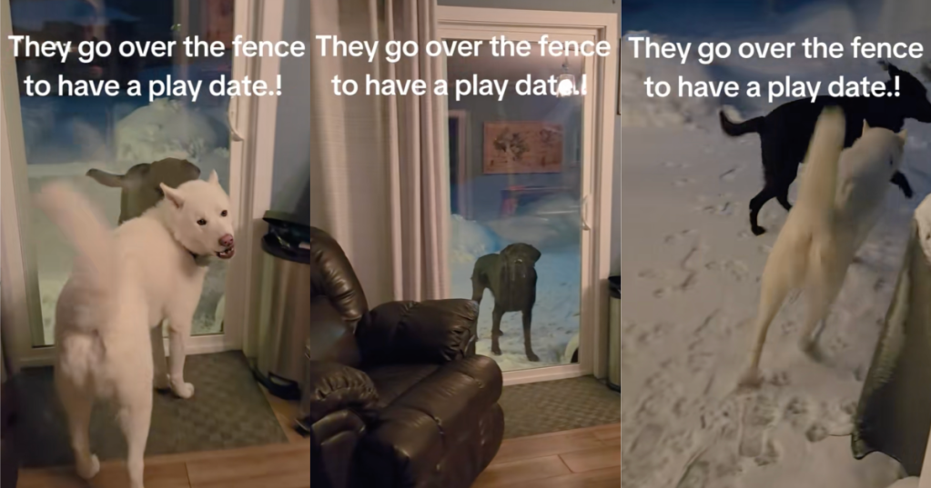 dogs playing with each other