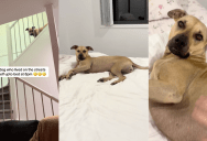 A Dog Who Lived On The Streets For Years Now Puts Herself To Bed In Her Adopted Home Every Night
