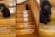 A Puppy Made It Halfway Up A Staircase, But Was Too Afraid To Come Back Down Until His Owner Returned Home
