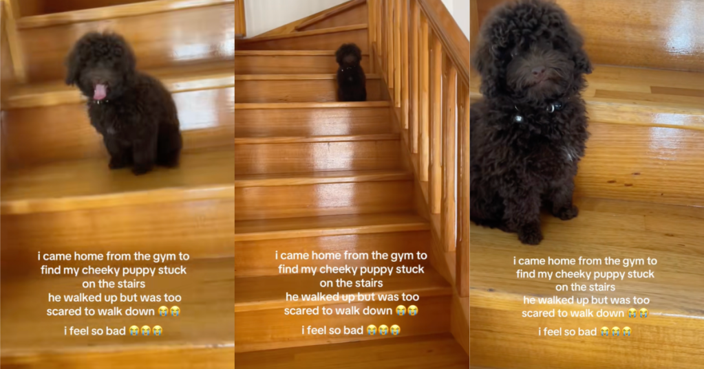 dog sitting on stairs