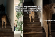 A Senior Dog Immediately Heads Upstairs Once The Kids In His House Come Home From School So He Can Avoid The Chaos