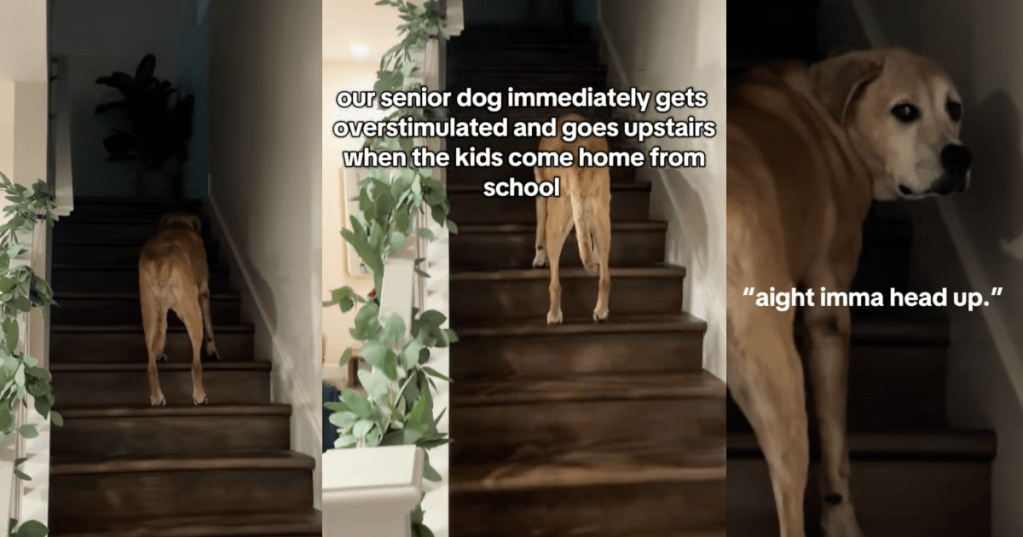 dog waking up some stairs