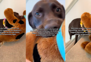 ‘Asia has the determination we all need!’ – A Disabled, Three-Legged Dog Brings Her Big Stuffed Animal Up The Stairs To Bed Every Night