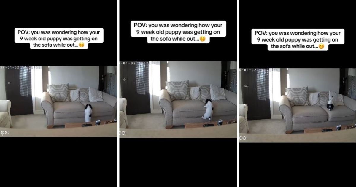 Puppy climbing on the couch