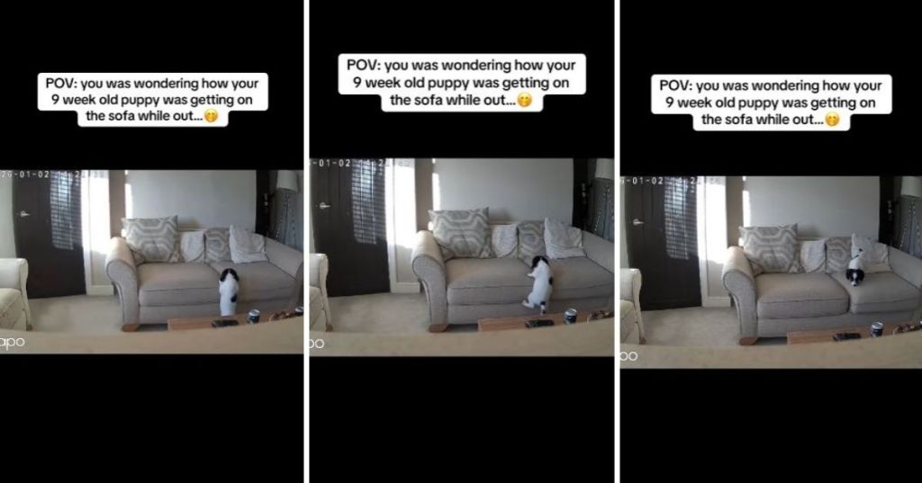 Puppy climbing on the couch