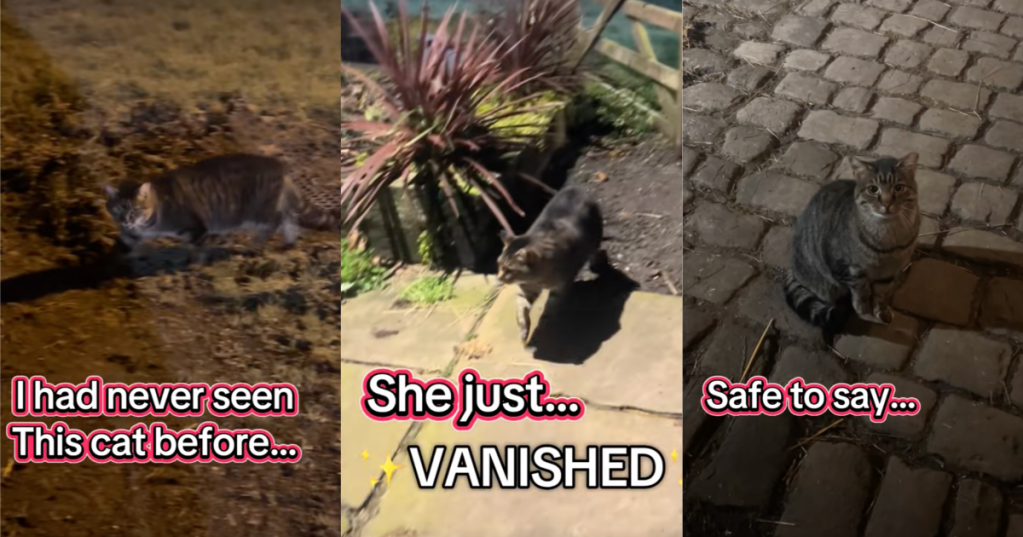 cat returned to its owner