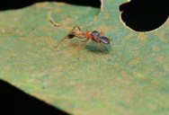 Unique “Ant-Mimicking” Spider Actually Feeds Its Young With A Milk-Like Substance And Cares For Them Far Longer Other Spider Species