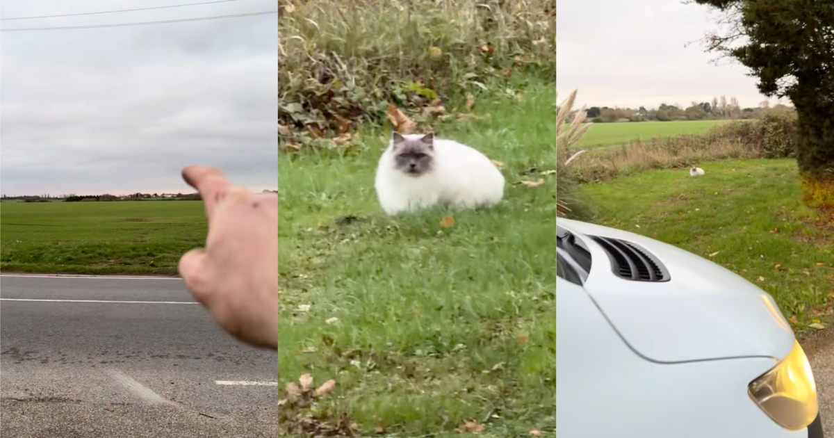 A Driver Was Surprised When He Saw His Cat Relaxing On The Side Of A Road