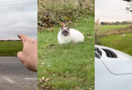 A Driver Was Surprised When He Saw His Cat Relaxing On The Side Of A Road