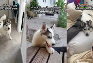 ‘In your 20s, you’ll see a three-legged husky…’ – An Owner Rescued A Three-Legged Dog And Showed How The Pooch Is Thriving