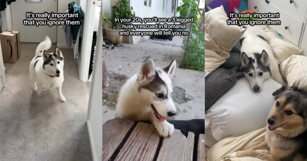 dog playing and being happy