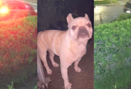 ‘This poor baby is still outside and lost.’ – A Home Security Camera Caught Someone Abandoning A Dog In The Middle Of A Street